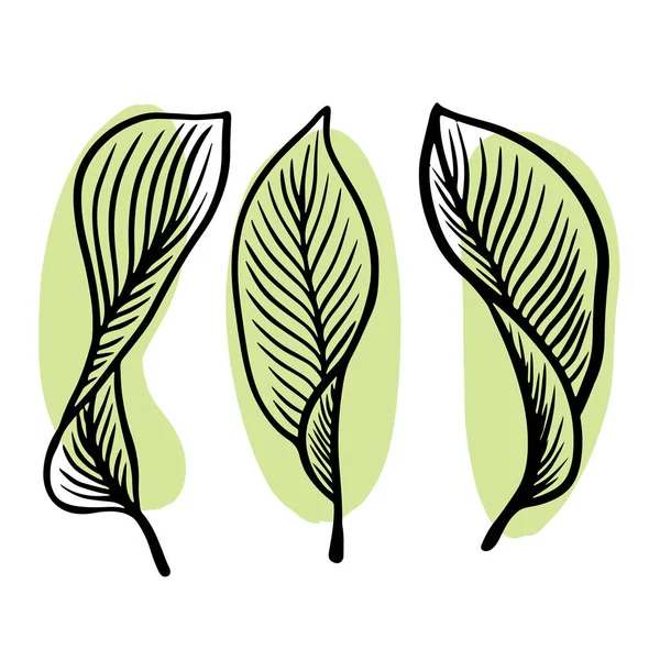 Set of leaves in outline style with green spots. Minimalism concept. Vector isolated outline drawing. Thin line art, vector illustration