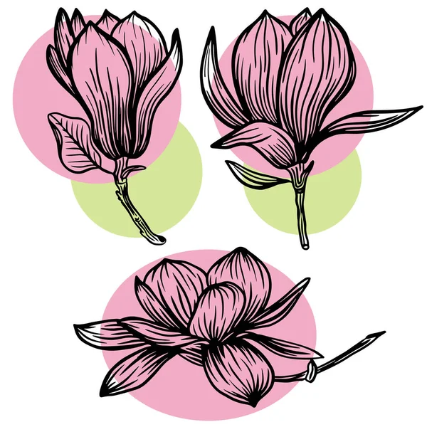 Set Outline Magnolia Flower Leaf Drawing Line Art White Backgrounds — Vettoriale Stock
