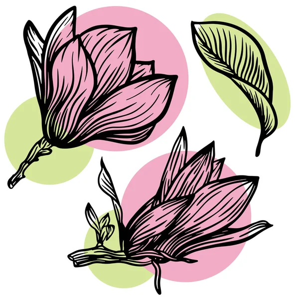 Set Outline Magnolia Flower Leaf Drawing Line Art White Backgrounds — Image vectorielle