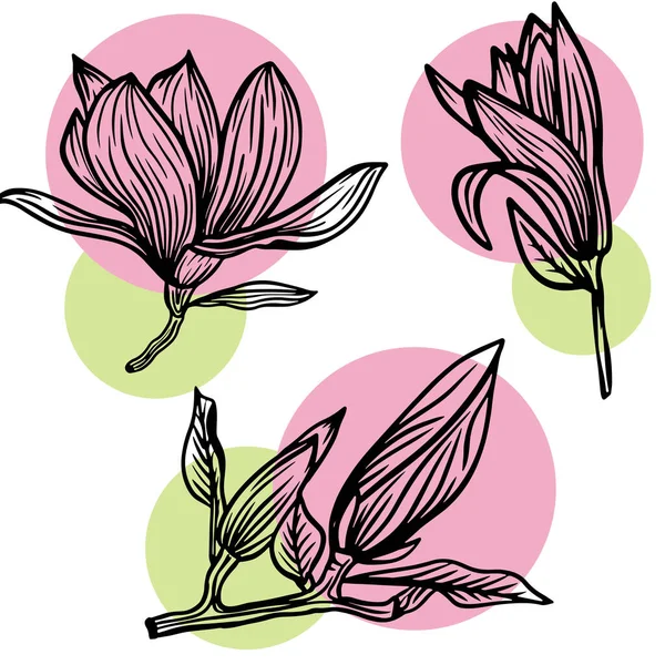 Набор Очертаний Цветок Магнолии Рисунок Листьев Линией Рисунка Белом Фоне — стоковый вектор