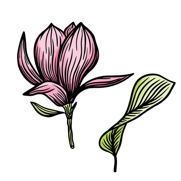 Rosa Magnolienblüte Und Blatt Zeichnung Illustration Mit Linienzeichnungen Auf Weißem — Stockvektor