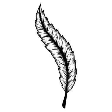 Ink line drawn leaf outline illustration element isolated. Vector contour drawing. Etching botanical art