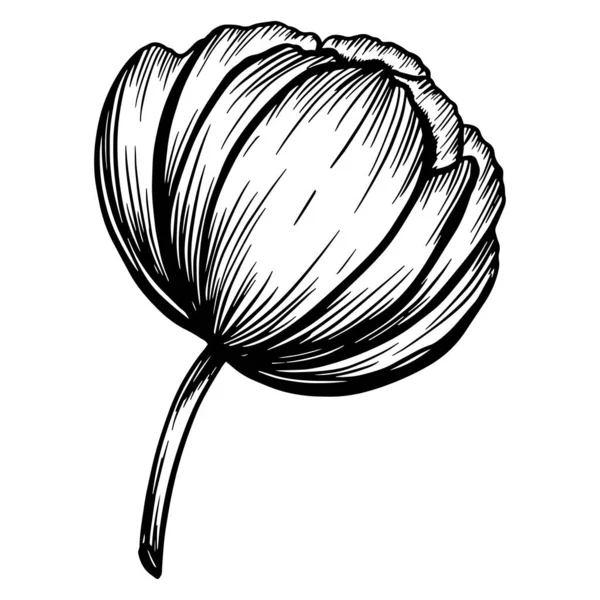Handgezeichnete Pionierblume Isoliert Auf Weiß Vektorillustration Skizzenstil — Stockvektor