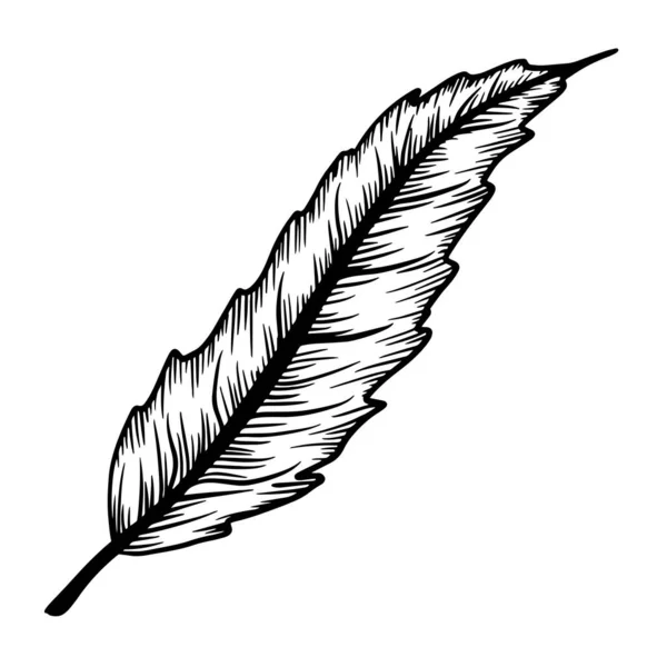 Ink line drawn leaf outline illustration element isolated. Vector contour drawing. Etching botanical art