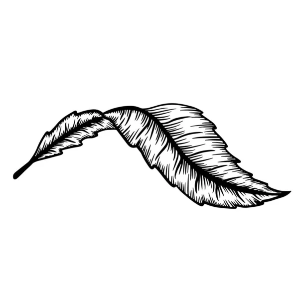 Ink line drawn leaf outline illustration element isolated. Vector contour drawing. Etching botanical art