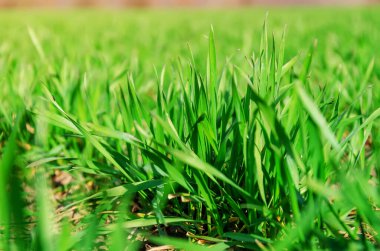 Genç, yeşil buğday tarlasında.
