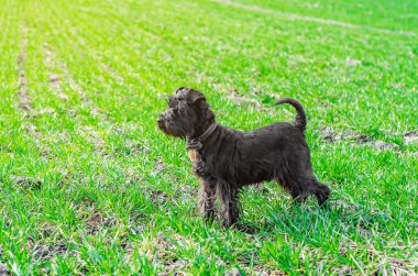 Küçük siyah köpek yavrusu Minyatür Schnauzer yeşil çimlerin üzerinde doğa yürüyüşünde