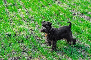 Küçük siyah köpek yavrusu Minyatür Schnauzer yeşil çimlerin üzerinde doğa yürüyüşünde