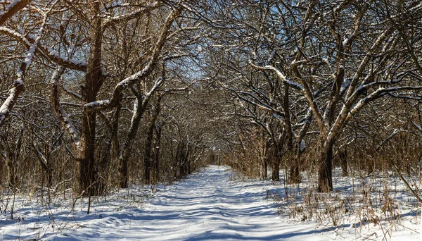 森林里的冬天 白雪覆盖的花园树 树木之间的路 冬天的自然景观 — 图库照片