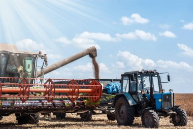 Hasat alanındaki hasatları birleştirip tahılları traktör römorkuna koyacağız.