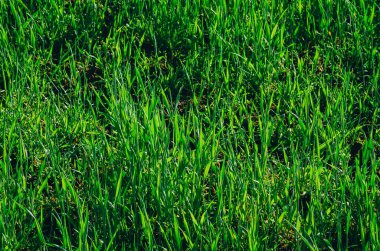 Taze hasat tarlasında filizlenen yeşil buğday.