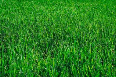 Taze hasat tarlasında filizlenen yeşil buğday.