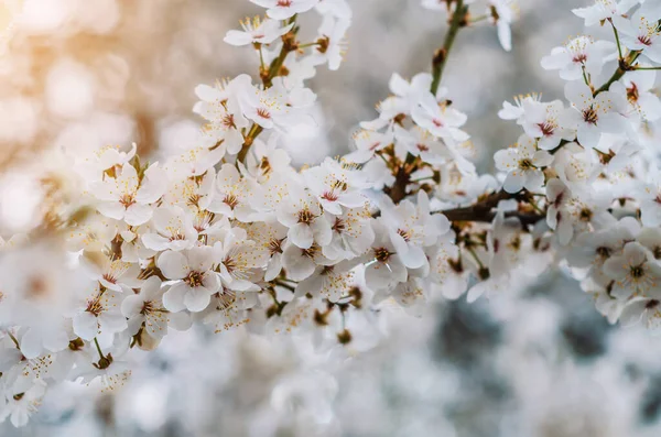 Fehér Cseresznyevirágzás Virágzó Tavaszi Fák — Stock Fotó