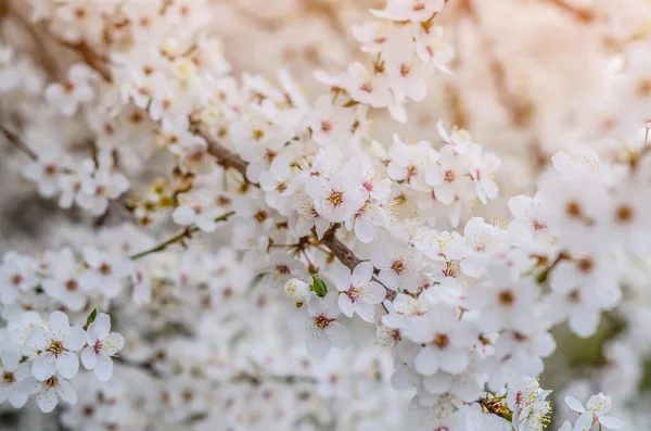 Fehér Cseresznyevirágzás Virágzó Tavaszi Fák — Stock Fotó
