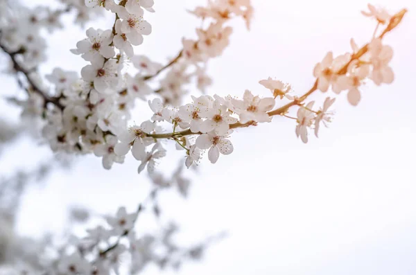 Fiori Ciliegio Bianco Alberi Primaverili Fioriti — Foto Stock