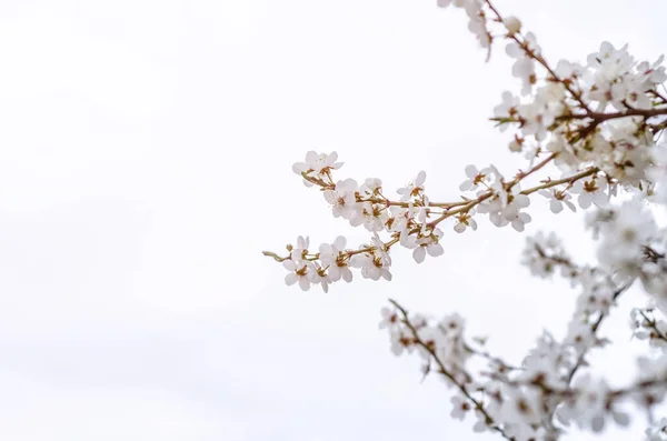 Fiori Ciliegio Bianco Alberi Primaverili Fioriti — Foto Stock