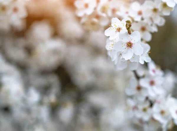 Fiori Ciliegio Bianco Alberi Primaverili Fioriti — Foto Stock