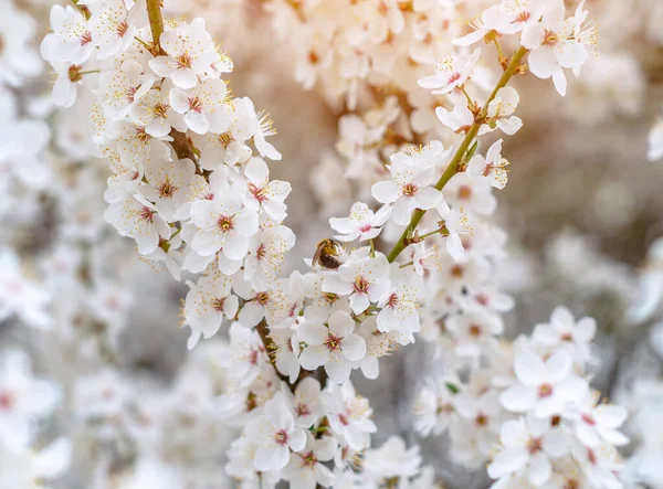 白色的樱花 春树开花 — 图库照片