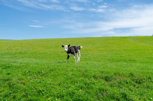 草原上绿草的背景下的小牛犊 — 图库照片