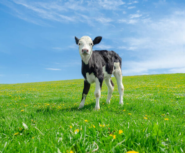 Little calf grazes on green pasture under a blue sky