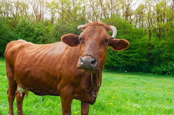 Vaca Marrom Com Chifre Quebrado Olha Para Câmera Fundo Floresta — Fotografia de Stock