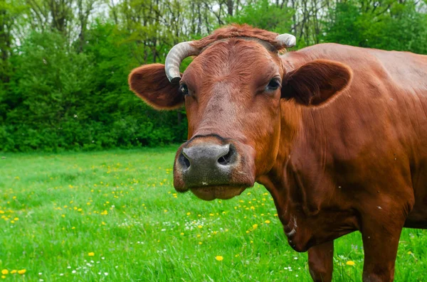 Vaca Marrom Com Chifre Quebrado Olha Para Câmera Fundo Floresta — Fotografia de Stock