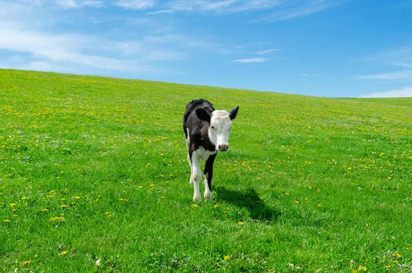 小牛犊在蓝天下的绿色牧场上吃草 — 图库照片