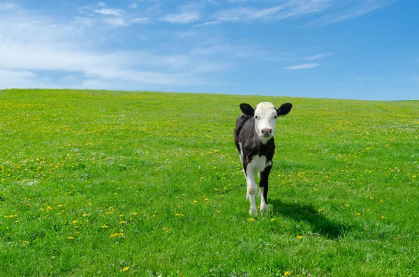 Little calf grazes on green pasture under a blue sky