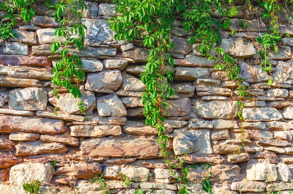 Old Vintage Stone Wall Untreated Red Stone Wild Grapes — Φωτογραφία Αρχείου