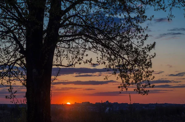 Sunset City Tree Foreground — 스톡 사진