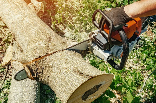 Lumberjack Cuts Tree Backyard Chainsaw Electric Chain Saw — ストック写真