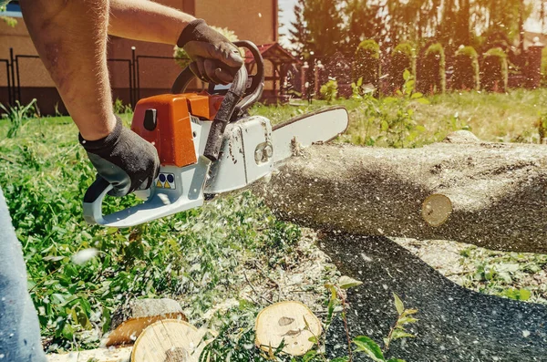 Mannens Händer Skära Valnötsträd Med Motorsåg Trädgården Begreppet Skogsskydd Mot — Stockfoto