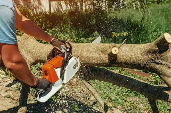 Man Hands Cut Walnut Tree Chainsaw Backyard Concept Protecting Forests — ストック写真