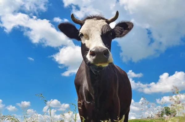 Vaca Roza Suelo Sobre Fondo Hierba Verde Cielo Azul Primer — Foto de Stock