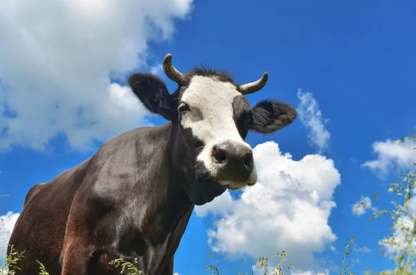 牧草地に雲がある青空を背景にフレームを探す牛のクローズアップ肖像画 — ストック写真