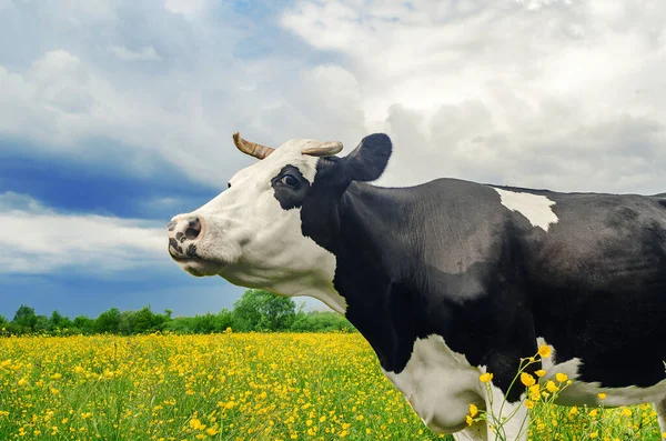 Retrato Vaca Bonita Preto Branco Pasto Com Flores Amarelas Fundo — Fotografia de Stock