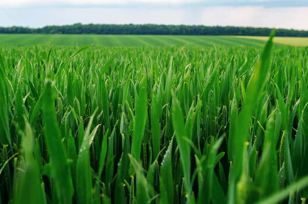 新鲜的青小麦播种在田里 农业用地 — 图库照片