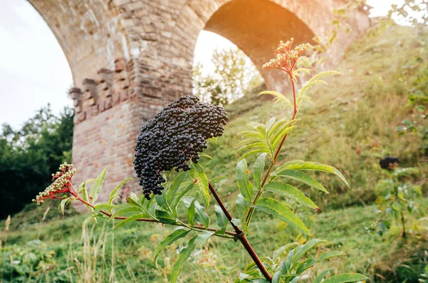 Manojos Saúco Negro Cerca Del Viejo Puente Tratamiento Del Coronavirus — Foto de Stock