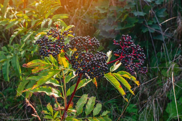 Bunches of black elderberry in sunlight. Elderberry, black elderberry, European elderberry. Autumn, late summer. Medicinal plants. Coronavirus treatment