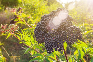 Olgun siyah mürver demetleri, tıbbi bitki, akciğer hastalıkları, koronavirüs tedavisi, doğal ilaçlar..