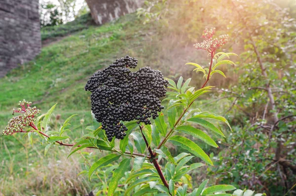 Bunches of black elderberry in sunlight. Elderberry, black elderberry, European elderberry. Autumn, late summer. Medicinal plants. Coronavirus treatment
