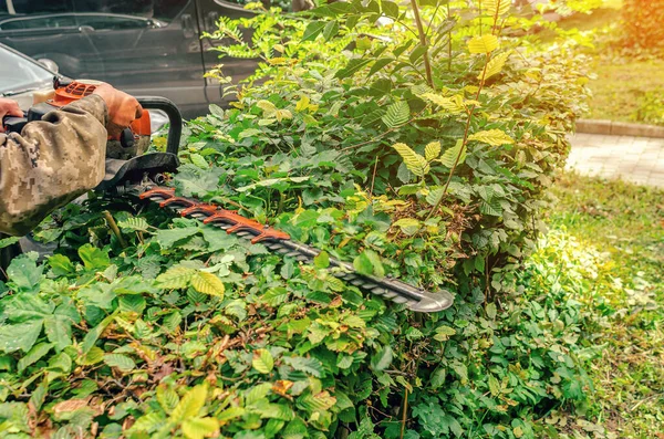 Arbetare Beskär Gröna Buske Trädgård Bensin Saxar Häck Arbeta Trädgården — Stockfoto