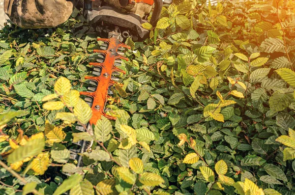 Arbeiter Stutzt Grüne Busch Gartenschere Hecke Arbeit Garten Sträucher Der — Stockfoto