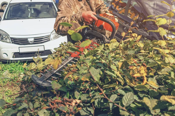 Operaio Sfronda Cespuglio Verde Cespuglio Giardino Benzina Siepe Lavoro Giardino — Foto Stock