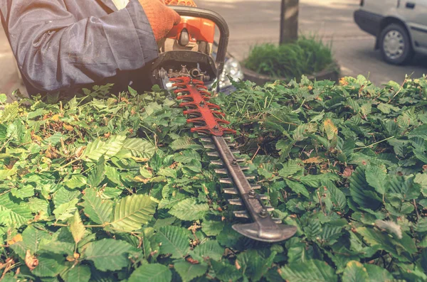 労働者は緑のブッシュガーデンガソリンシアー ヘッジを剪定します 庭で働いている 市内の茂みを剪定する — ストック写真