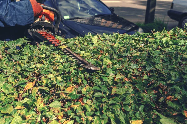 Werknemer Snoeit Groene Bush Tuin Benzine Schaar Heg Werk Tuin — Stockfoto