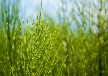 Equisetum