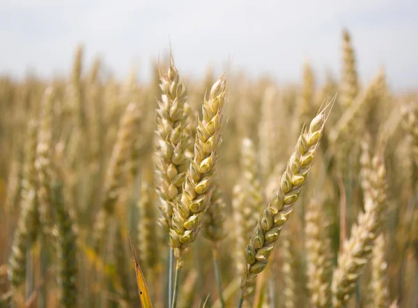 Wheat — Stock Photo, Image