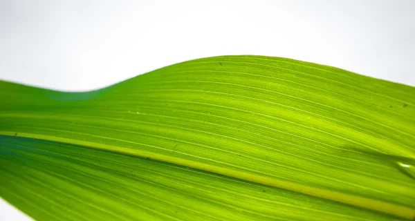 Folha verde — Fotografia de Stock