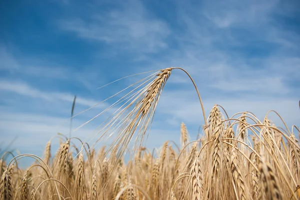 Wheat — Stock Photo, Image